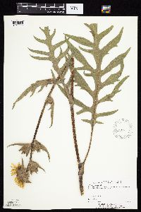 Silphium laciniatum image