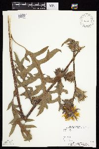 Silphium laciniatum image