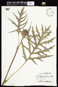 Silphium laciniatum image