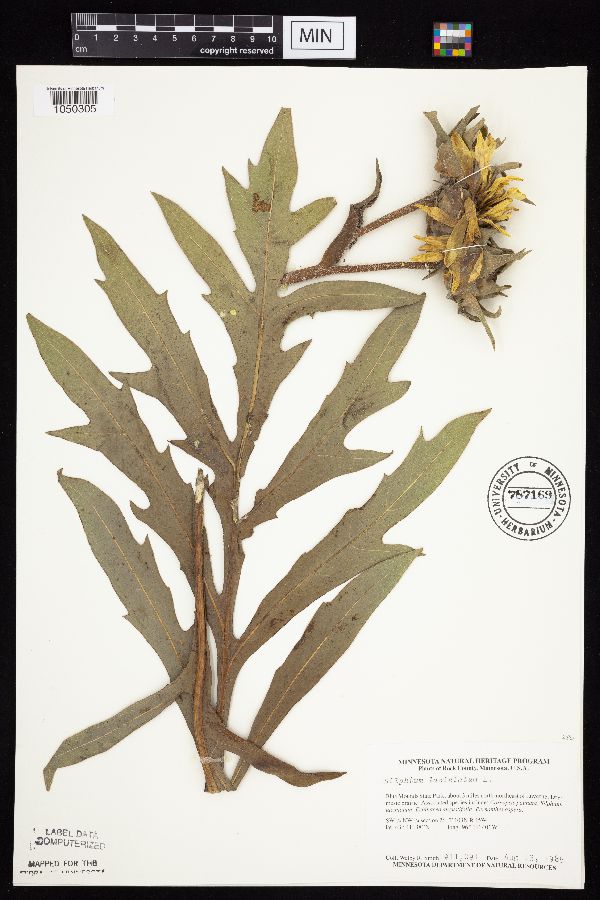 Silphium laciniatum image