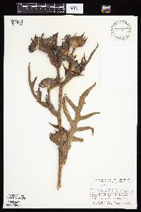 Silphium laciniatum image