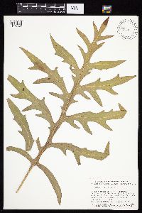 Silphium laciniatum image