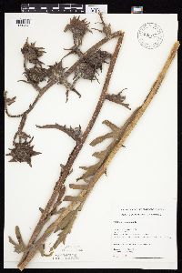 Silphium laciniatum image