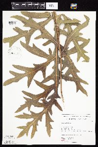 Silphium laciniatum image