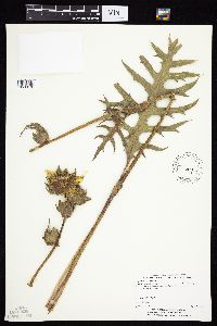 Silphium laciniatum image