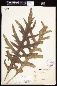 Silphium laciniatum image