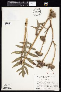 Silphium laciniatum image