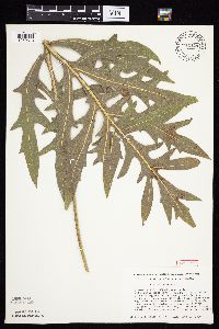 Silphium laciniatum image