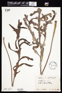 Silphium laciniatum image