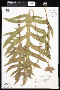 Silphium laciniatum image