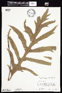 Silphium laciniatum image