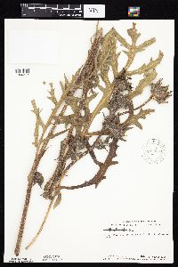 Silphium laciniatum image