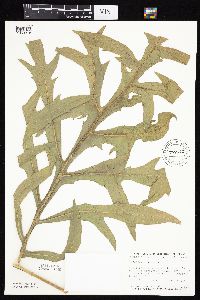 Silphium laciniatum image