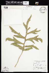 Silphium laciniatum image