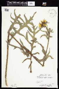 Silphium laciniatum image