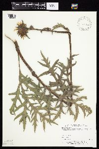 Silphium laciniatum image