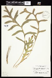 Silphium laciniatum image