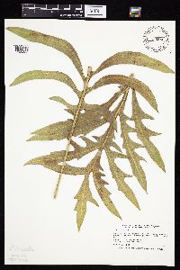 Silphium laciniatum image