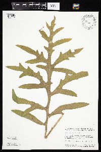 Silphium laciniatum image