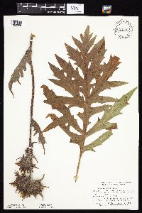 Silphium laciniatum image