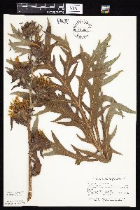 Silphium laciniatum image