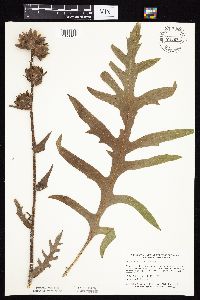 Silphium laciniatum image