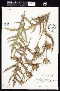 Silphium laciniatum image