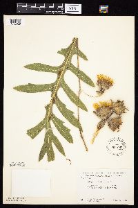 Silphium laciniatum image