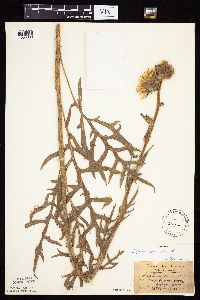 Silphium laciniatum image