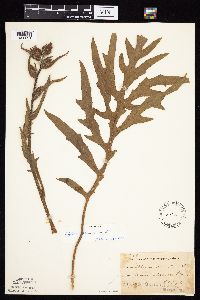 Silphium laciniatum image