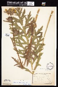 Silphium laciniatum image