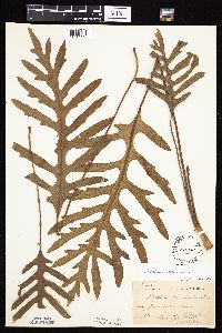 Silphium laciniatum image