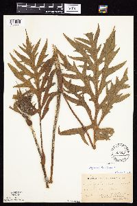 Silphium laciniatum image