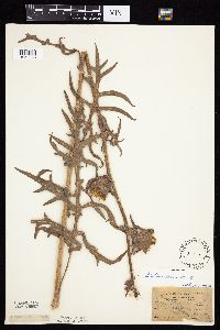 Silphium laciniatum image