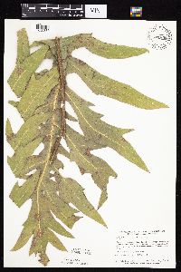 Silphium laciniatum image