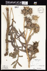 Silphium laciniatum image