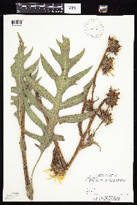 Silphium laciniatum image