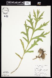 Silphium laciniatum image