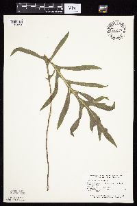 Silphium laciniatum image