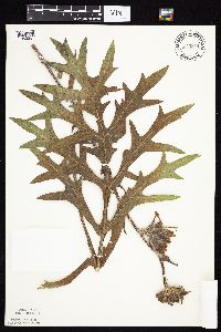 Silphium laciniatum image