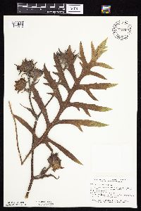 Silphium laciniatum image