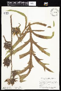 Silphium laciniatum image