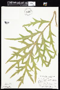 Silphium laciniatum image