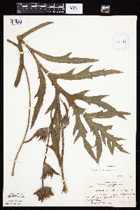 Silphium laciniatum image