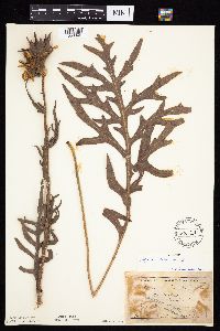 Silphium laciniatum image