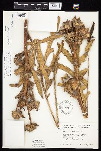 Silphium laciniatum image