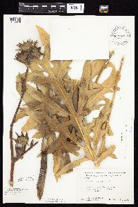 Silphium laciniatum image