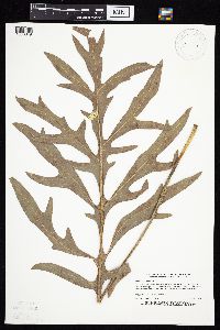 Silphium laciniatum image