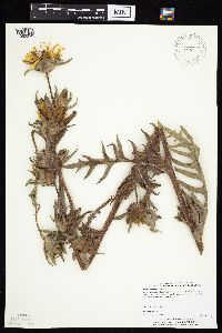 Silphium laciniatum image