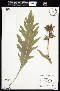 Silphium laciniatum image